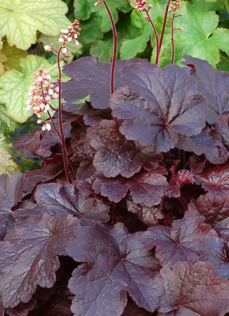Żurawka 'Creole Nights' Heuchera