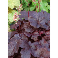 Żurawka 'Creole Nights' Heuchera