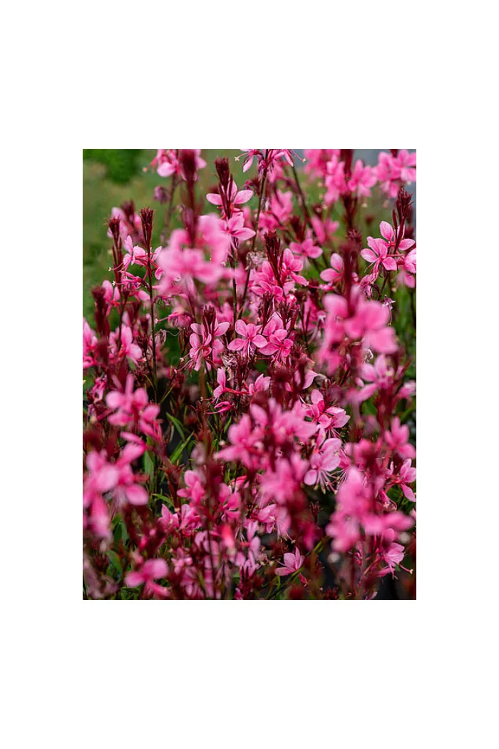 Gaura 'Baby Butterfly Dark Pink' | Gaura