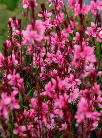 Gaura 'Baby Butterfly Dark Pink' | Gaura