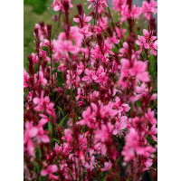 Gaura 'Baby Butterfly Dark Pink' | Gaura