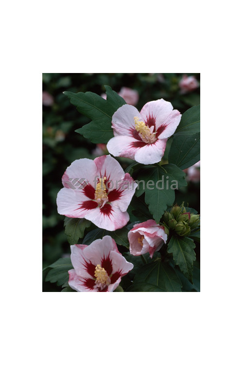 Ketmia syryjska 'Hamboo' Hibiscus syriacus