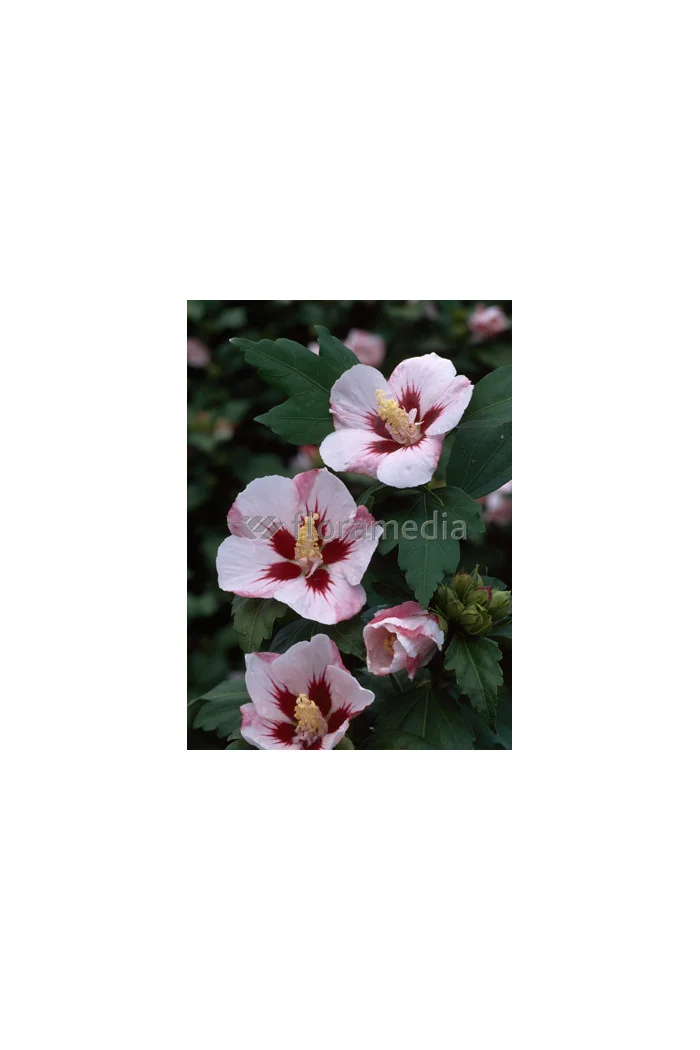 Ketmia syryjska 'Hamboo' Hibiscus syriacus