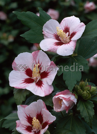 Ketmia syryjska 'Hamboo' Hibiscus syriacus