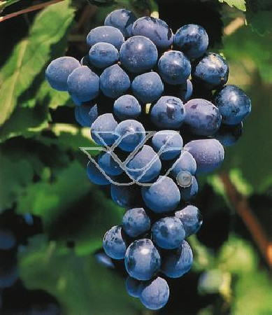 Winorośl 'Wynosliwyj' | Vitis