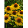 Jeżówka 'Maui Sunshine' Echinacea