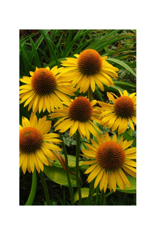 Jeżówka 'Maui Sunshine' Echinacea