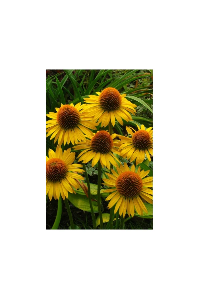 Jeżówka 'Maui Sunshine' Echinacea