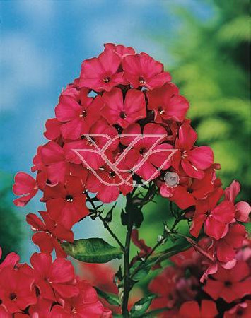 Floks wiechowaty 'Starfire' | Phlox panniculata