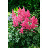 Tawułka arendsa 'Vesuvius' | Astilbe arendsii