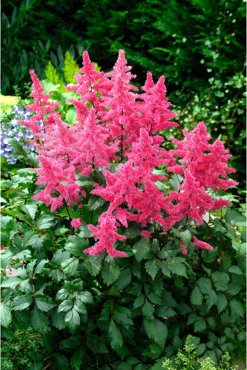 Tawułka arendsa 'Vesuvius' | Astilbe arendsii