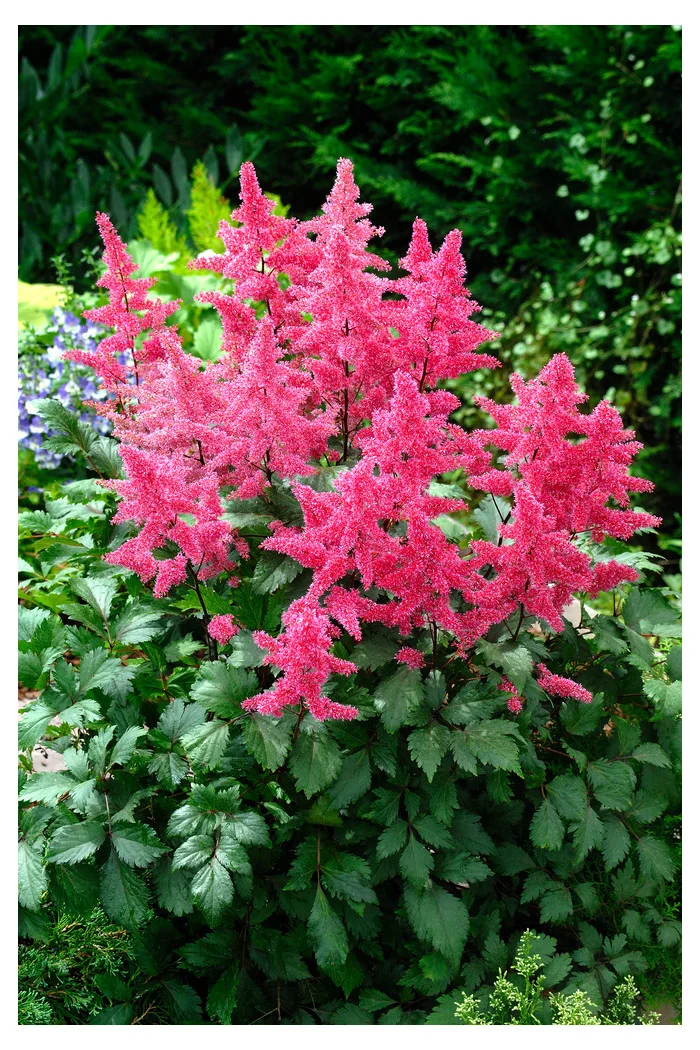 Tawułka arendsa 'Vesuvius' | Astilbe arendsii