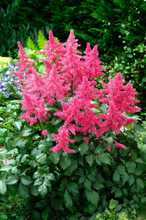 Tawułka arendsa 'Vesuvius' | Astilbe arendsii