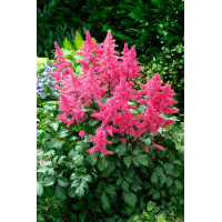 Tawułka arendsa 'Vesuvius' | Astilbe arendsii