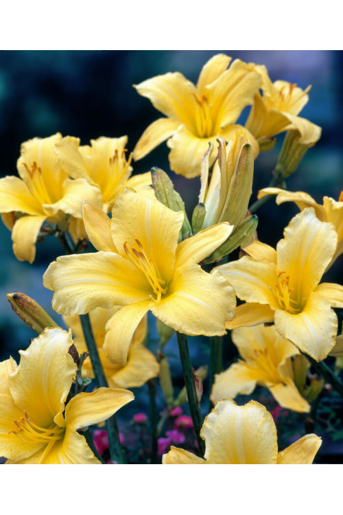 Liliowiec 'Mary Todd' | Hemerocallis
