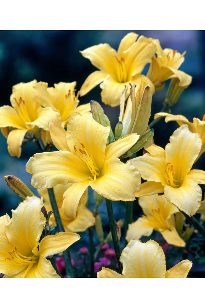 Liliowiec 'Mary Todd' | Hemerocallis