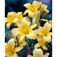 Liliowiec 'Mary Todd' | Hemerocallis