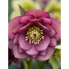Ciemiernik orientalny Wedding Party ‘True Love’| Helleborus orientalis