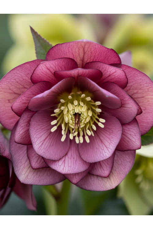 Ciemiernik orientalny Wedding Party ‘True Love’| Helleborus orientalis