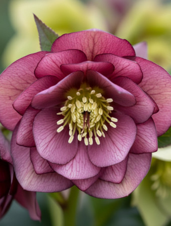 Ciemiernik orientalny Wedding Party ‘True Love’| Helleborus orientalis