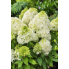 Hortensja bukietowa 'Magical Moonlight' | Hydrangea paniculata