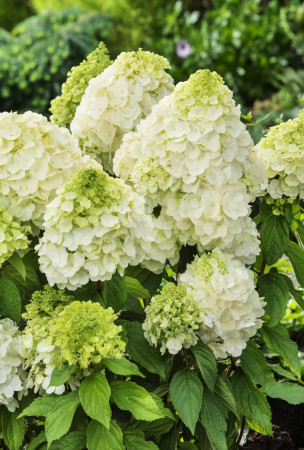 Hortensja bukietowa 'Magical Moonlight' | Hydrangea paniculata