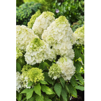 Hortensja bukietowa 'Magical Moonlight' | Hydrangea paniculata