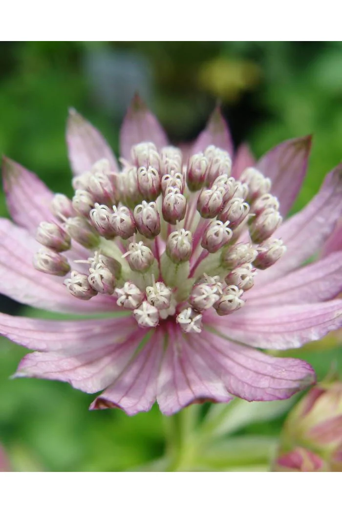 Jarzmianka większa | Astrantia major