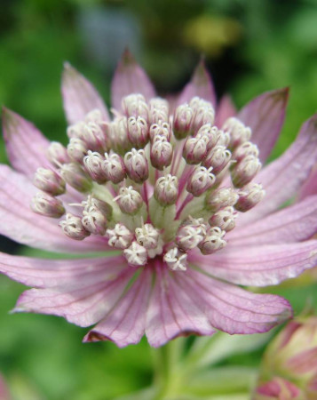 Jarzmianka większa | Astrantia major