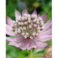 Jarzmianka większa | Astrantia major