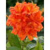 Azalia wielkokwiatowa 'Fireball' | Rhoddendron