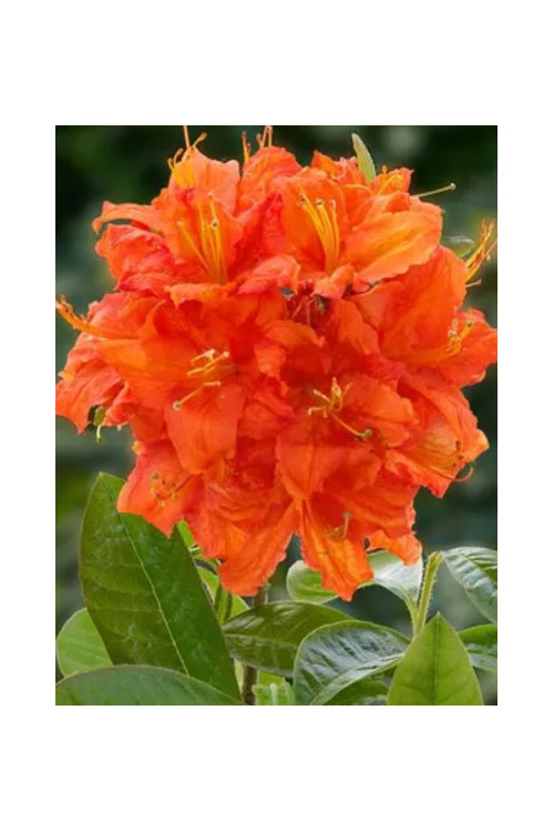 Azalia wielkokwiatowa 'Fireball' | Rhoddendron