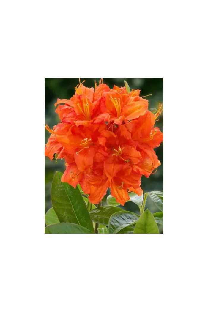 Azalia wielkokwiatowa 'Fireball' | Rhoddendron