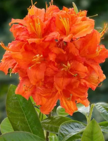 Azalia wielkokwiatowa 'Fireball' | Rhoddendron