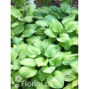 Funkia 'Guacamole' | Hosta