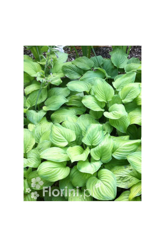 Funkia 'Guacamole' | Hosta