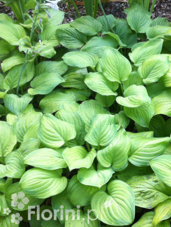 Funkia 'Guacamole' | Hosta