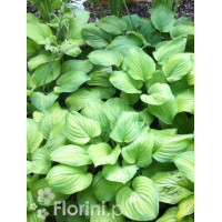 Funkia 'Guacamole' | Hosta