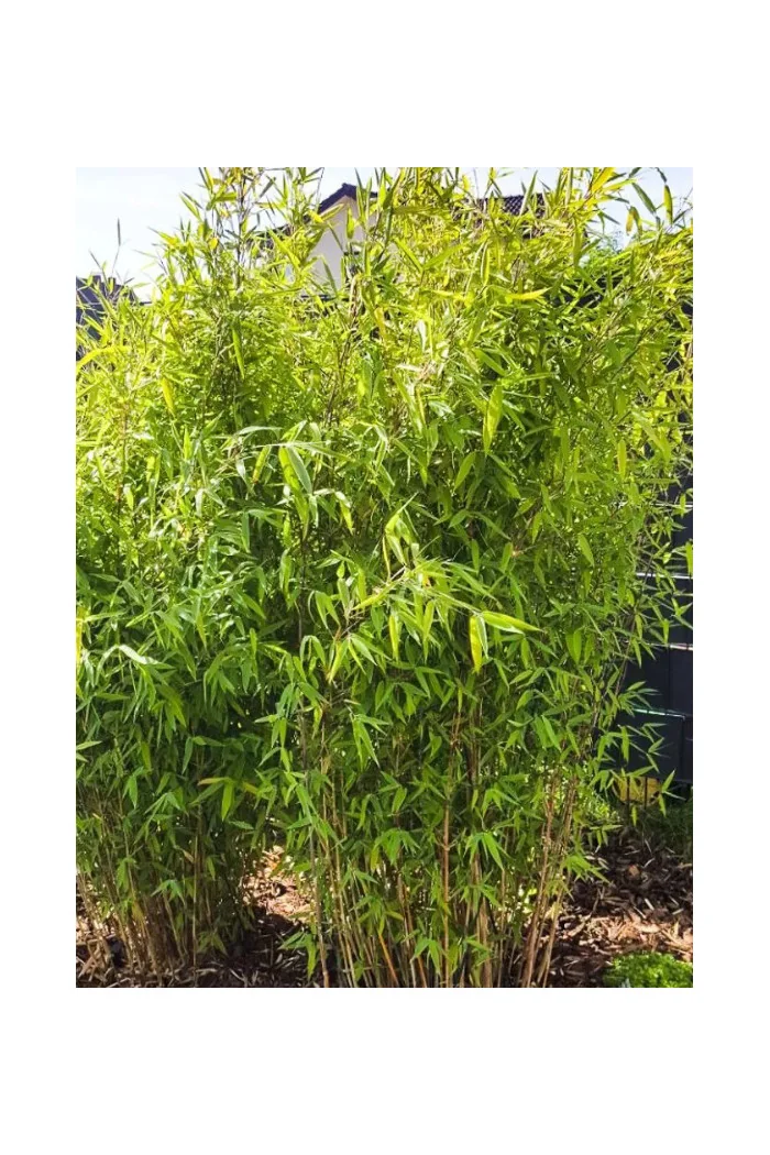 Bambus lśniący 'Winter Joy' | Fargesia