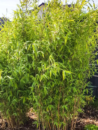 Bambus lśniący 'Winter Joy' | Fargesia