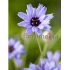 Kupidynek błękitny Catananche caerulea