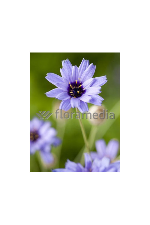 Kupidynek błękitny Catananche caerulea