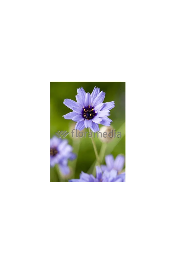 Kupidynek błękitny Catananche caerulea