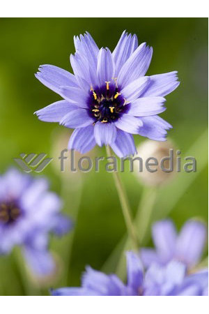 Kupidynek błękitny Catananche caerulea