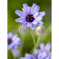 Kupidynek błękitny Catananche caerulea