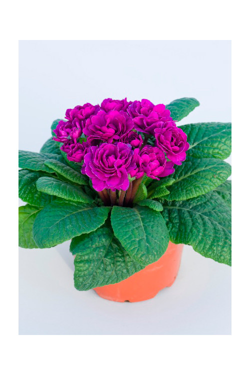 Pierwiosnek 'Belarina® Purple Diamond' |Primula