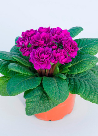 Pierwiosnek 'Belarina® Purple Diamond' |Primula