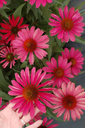 Jeżówka 'Kismet Raspberry' | Echinacea