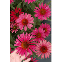 Jeżówka 'Kismet Raspberry' | Echinacea