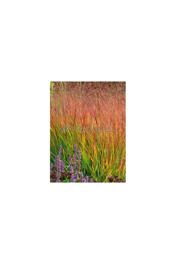 Proso rózgowate 'Rehbraun' | Panicum virgatum